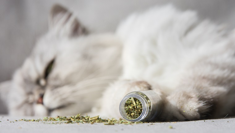 Grey cat relaxing after sniffing dried catnip, catwort or catmint. Herbs for cats. High quality photo