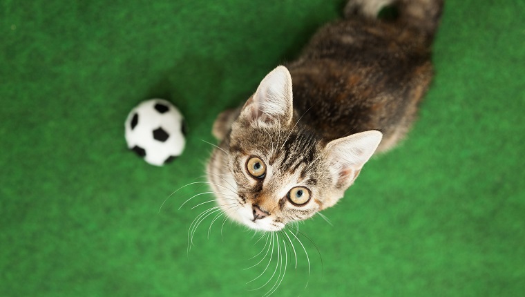 gray tabby kitten beside soccer ball, looking upwards, view from abvoe, green background