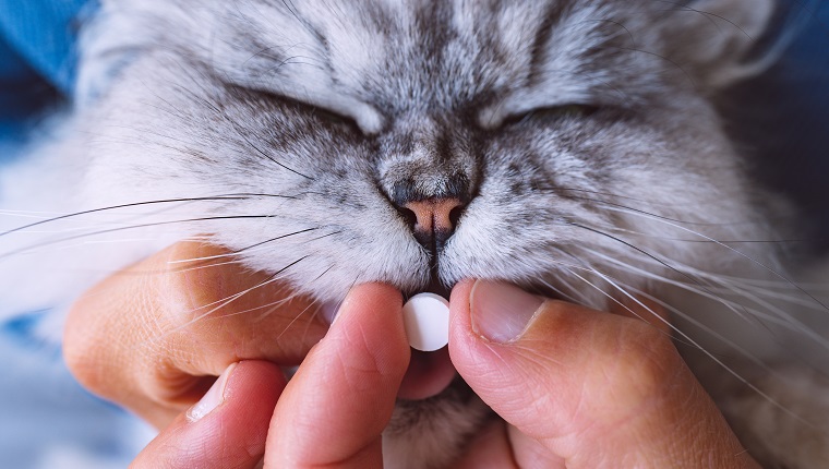 Owner giving a pill or tablet to his sick cat. Medicines for animals. Anthelmintic for pets. High quality photo