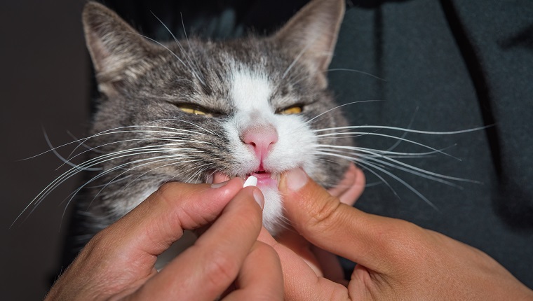 Man giving a pill, possibly famotidine, to sick sad domestic cat. Medicines and synthetic vitamins for animals. Anthelmintic for pets. High quality photo