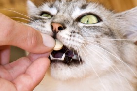 Gray striped cat eats a pill from the hand of the owner