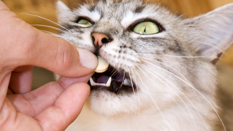 Gray striped cat eats a pill from the hand of the owner