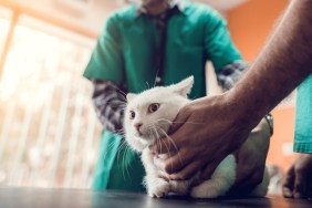 Unrecognizable veterinarians having a medical examination with a white cat.