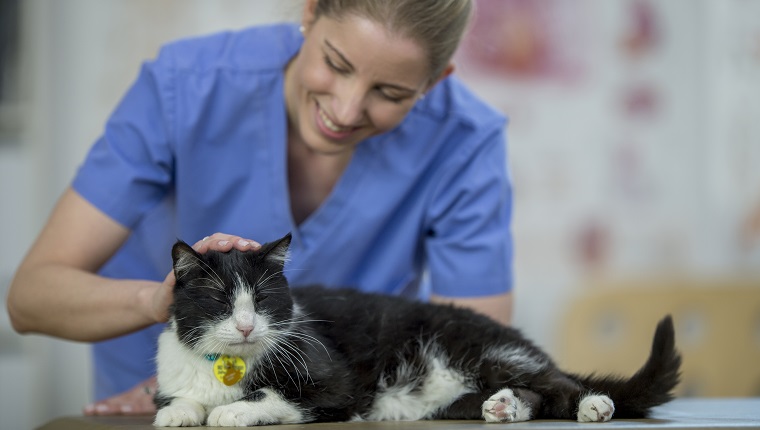 A cat is laying indoors in a vet's office. It is being pet by the friendly female veterinarian, who is about to give the cat a checkup.