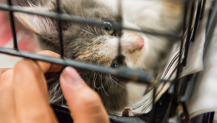 Portrait of one grey and white calico kitten playing in cage waiting for adoption