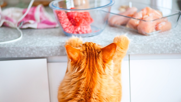 Maine coon cat looking at raw meat on kitchen table