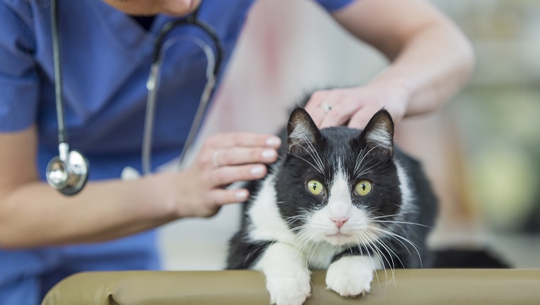 A Caucasian female veterinarian is indoors at a clinic. She is wearing medical clothing. She is looking after a cute cat lying on a table. She is checking its fur for problems.