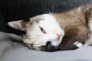 little siamese cat standing on cozy bedroom