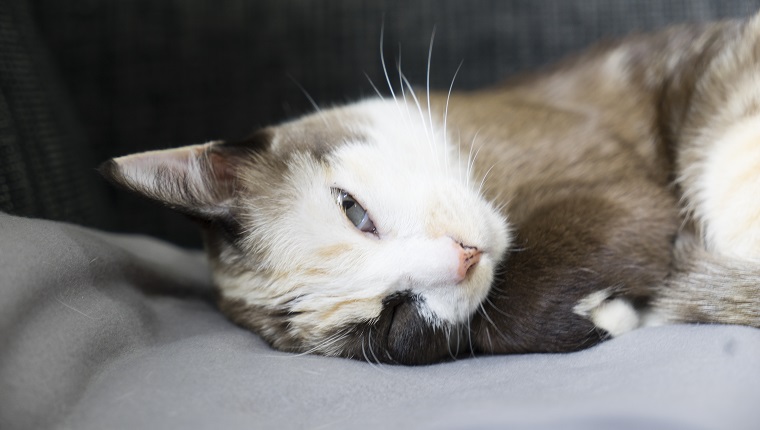 little siamese cat standing on cozy bedroom