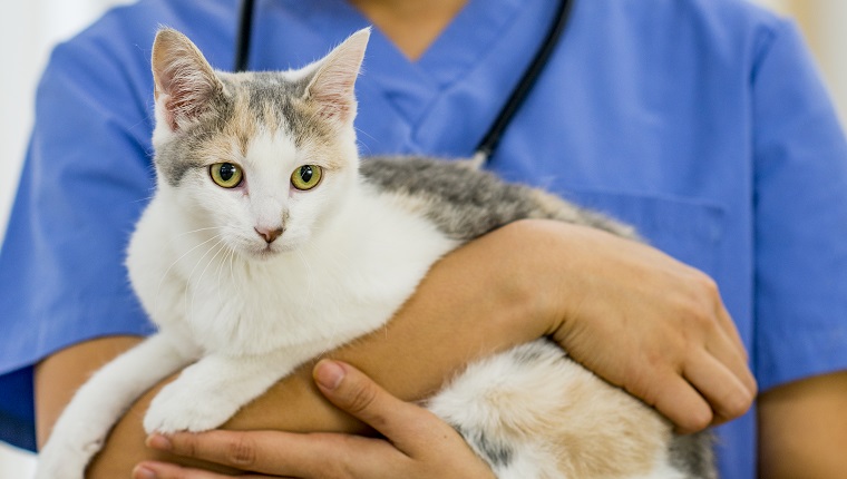 A tortoiseshell cat with yellow eyes being held by a vet in a clinic.