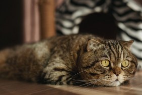 Scottish fold cat is missing someone or dreaming of miracles