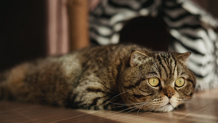 Scottish fold cat is missing someone or dreaming of miracles