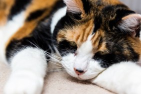 Macro closeup of cute sad depressed sleepy calico cat with open eyes lying down on carpet floor ground level view with acne on nose adult senior animal