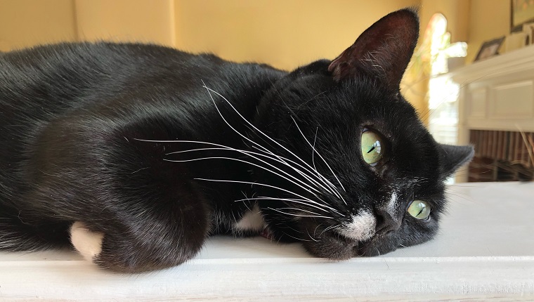 A close up of a sad looking Tuxedo cat resting her head at home.