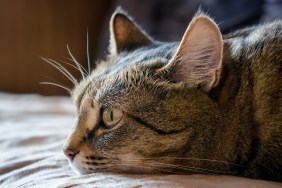 Kitty laying on the floor