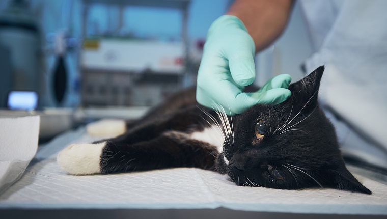 Hand of veterinary doctor stroking sick cat at animal hospital.