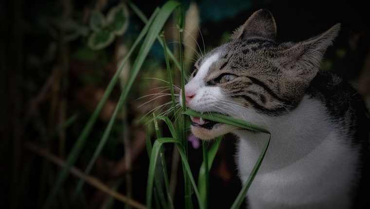 Close-Up Of Cat Biting Grass On Field