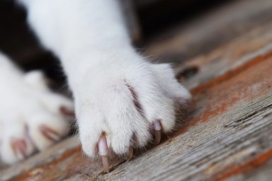 Close-Up Of Cat On Wood