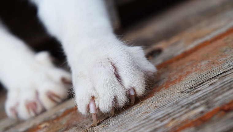 Close-Up Of Cat On Wood