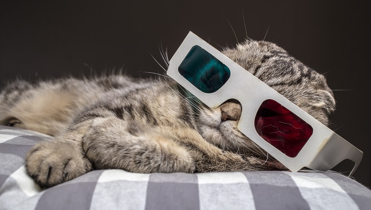 funny scottish fold cat watching a movie on television in 3D glasses lying on a pillow on the sofa