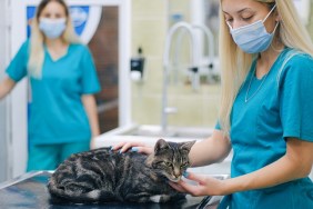 Cat on an animal clinic table and two female vets petting a cat as it recovers from examination