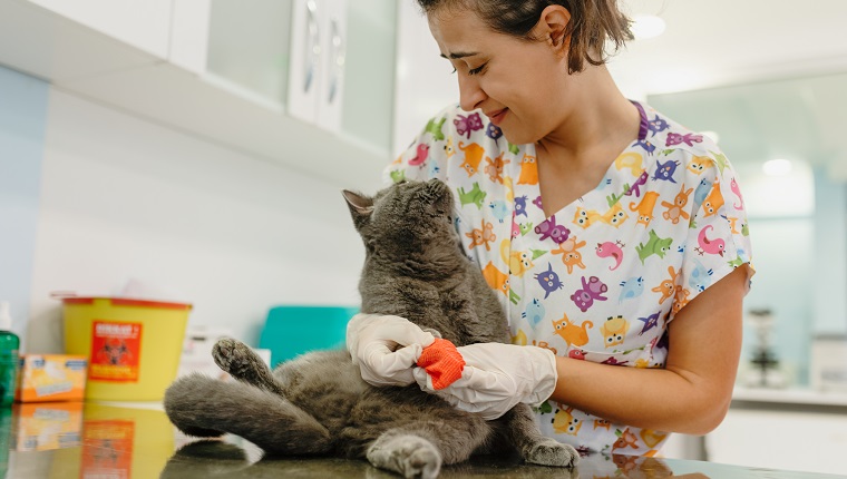 wounded cat doing leg bandage