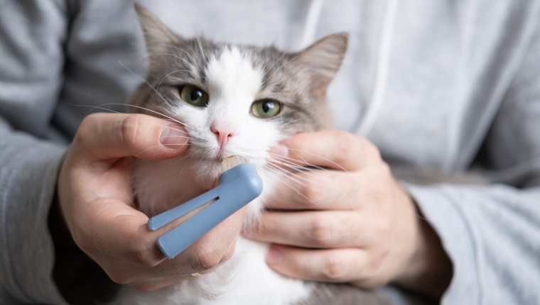 toothbrush for animals. man brushes teeth of a gray cat. animal care concept.