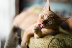 Spain, Cat licking its paw on the top of a couch