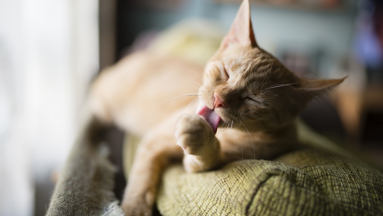 Spain, Cat licking its paw on the top of a couch