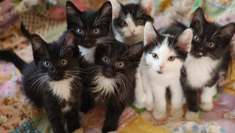 Tuxedo Kitten, black and white kitten