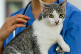 A veterinarian is checking on a a kitten at her office.