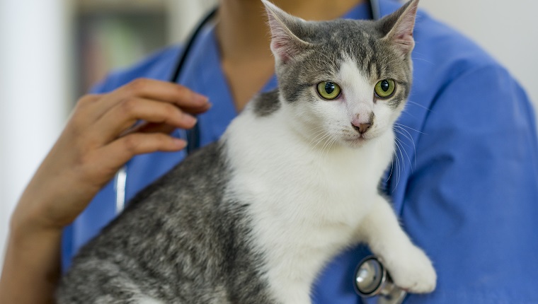 A veterinarian is checking on a a kitten at her office.