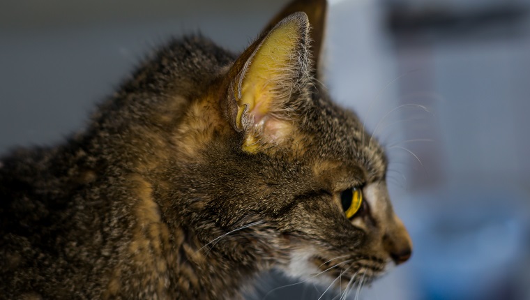 adult cat with liver failure, jaundice skin and dehydration