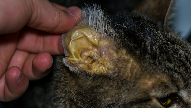 adult cat with liver failure, jaundice skin and dehydration