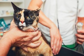 The veterinarian preparing the pregnant cat for ultrasound examination.