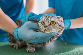 cropped image of two veterinarians holding british shorthair cat at veterinary clinic