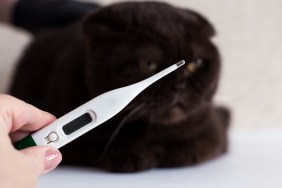 Cat treatment. Cat in a medical veterinary clinic. Thermometer on the background of the head of a kitten.