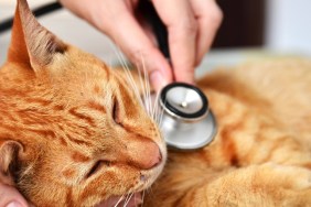 Veterinarian examining a kitten in animal hospital