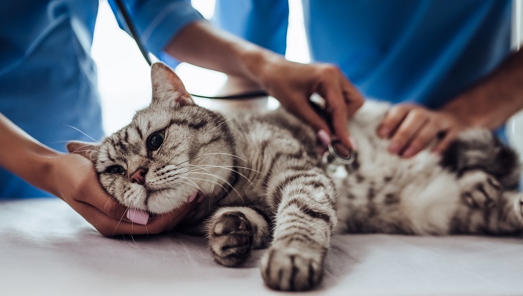 Cropped image of handsome doctor veterinarian and his attractive assistant at vet clinic are examining cute grey cat with stethoscope.