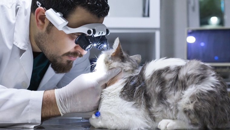 Veterinarian examining cat with sore eye