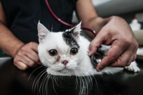 ANKARA, TURKEY - JULY 09: A cat named "Kaju", suffering from dwarfism, is being treated at a veterinary hospital in Ankara, Turkey on July 09, 2019. 2 and a half year old Kaju looks shorter and smaller than other cats as it suffers from dwarfism. It was brought to a hospital at the age of 6 months. It is 10 centimeters tall, weighing 1 and a half kilograms. Cat's treatment and health checks have been going on in the hospital for two years.