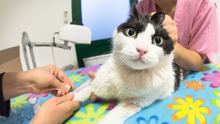 Veterinarian women taking blood sample from a cat. Blood sample drawing for health checkup with cannula needle injection in vet studio for testing. Concept of anxious animal patient and fear.