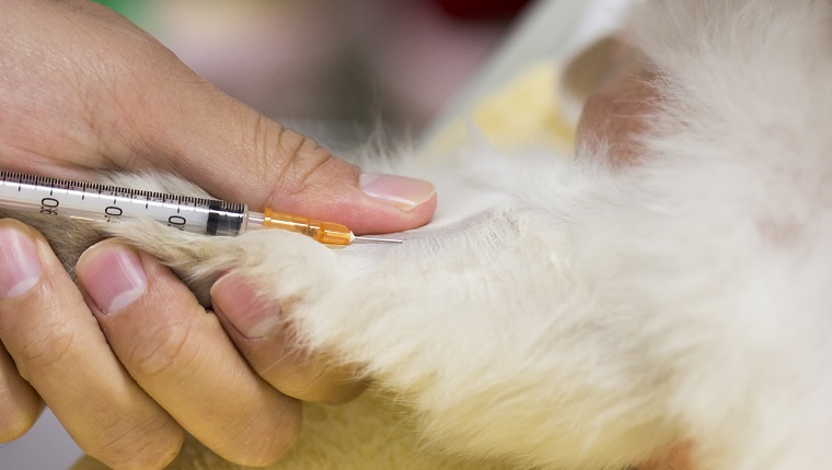 Vet inserting hypodermic needle into a cat’s leg.