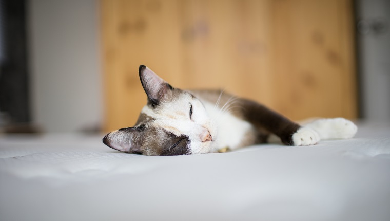 close up Siamese cat kitten on the bed. may have bile duct cancer.