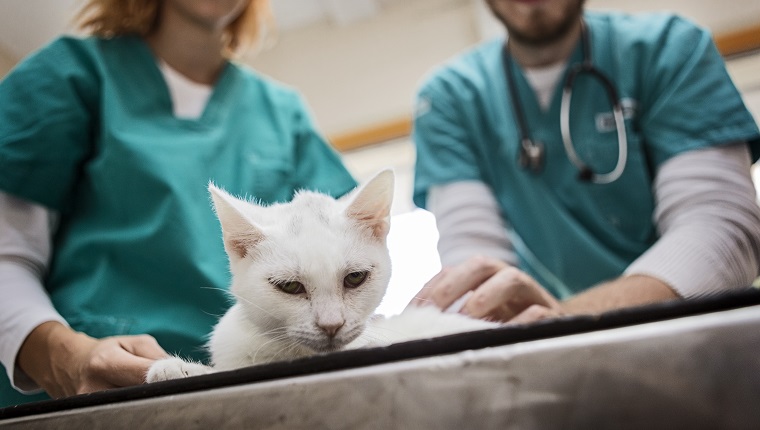 Cat at veterinarian