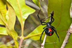 A Black Widow Spider spinning a web in an oak tree.