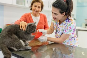 wounded cat doing leg bandage