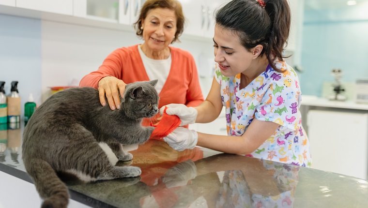 wounded cat doing leg bandage