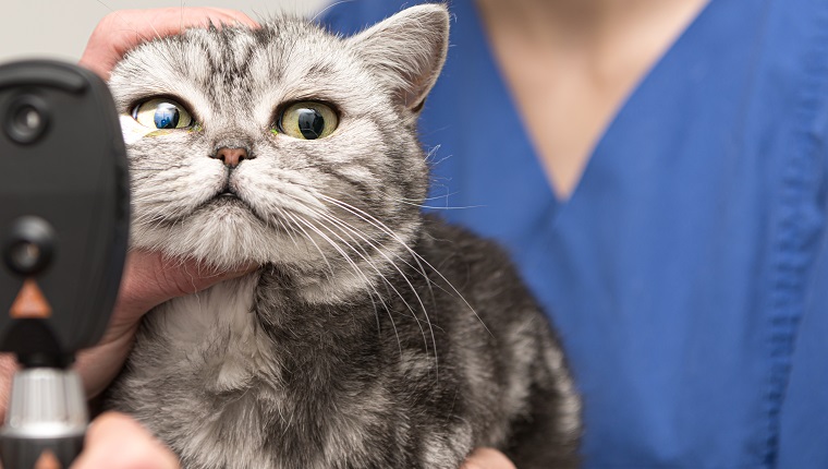 The cat is examined by the veterinarian. Vet lights up with the slit lamp in the eye of the pet.