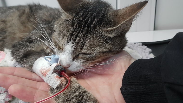 close up.sick cat with a catheter in his paw. blood transfusion